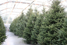 Load image into Gallery viewer, Fraser Fir Christmas Tree 9'
