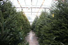 Load image into Gallery viewer, Fraser Fir Christmas Tree 12'