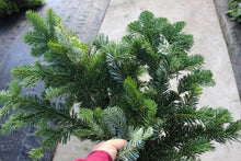 Load image into Gallery viewer, Evergreen Bunch Noble Fir