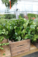 Load image into Gallery viewer, Evergreen Bunch Camellia