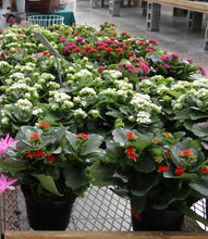 Load image into Gallery viewer, Kalanchoe #04