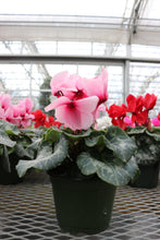 Load image into Gallery viewer, Cyclamen #06