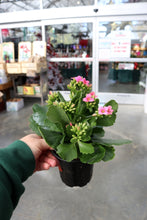 Load image into Gallery viewer, Kalanchoe #06