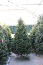 Load image into Gallery viewer, Fraser Fir Christmas Tree 8'