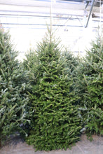 Load image into Gallery viewer, Fraser Fir Christmas Tree 8'