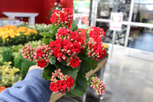 Load image into Gallery viewer, Kalanchoe #06