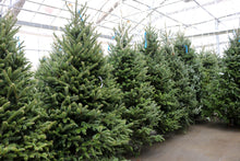 Load image into Gallery viewer, Fraser Fir Christmas Tree 9'