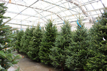 Load image into Gallery viewer, Fraser Fir Christmas Tree 9'