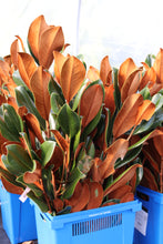 Load image into Gallery viewer, Xmas Greens Magnolia Cut Branches 36-40in Vase