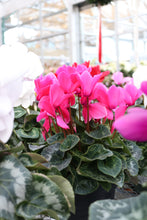 Load image into Gallery viewer, Cyclamen #04