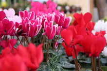 Load image into Gallery viewer, Cyclamen #04