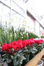 Load image into Gallery viewer, Cyclamen #04