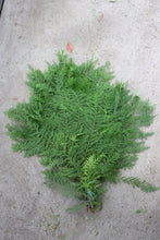 Load image into Gallery viewer, Evergreen Bunch Western Cedar