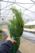 Load image into Gallery viewer, Evergreen Bunch Incense Cedar