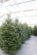 Load image into Gallery viewer, Fraser Fir Christmas Tree 9&#39;
