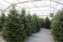 Load image into Gallery viewer, Fraser Fir Christmas Tree 12&#39;
