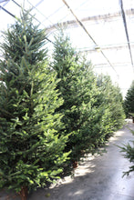 Load image into Gallery viewer, Fraser Fir Christmas Tree 12&#39;
