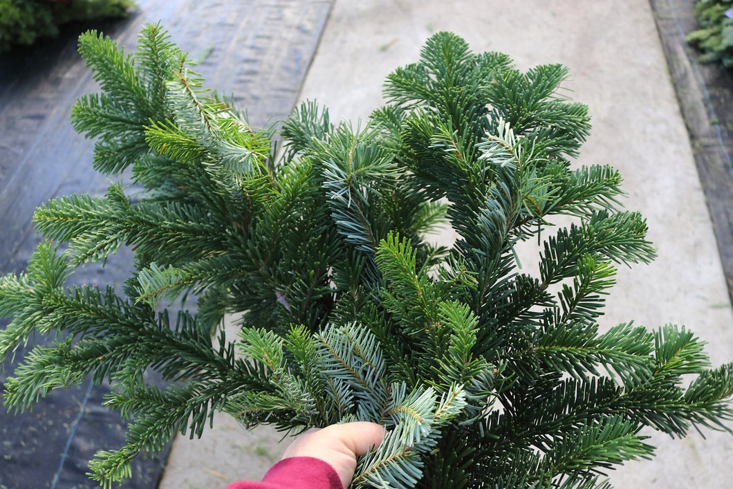 Evergreen Bunch Noble Fir