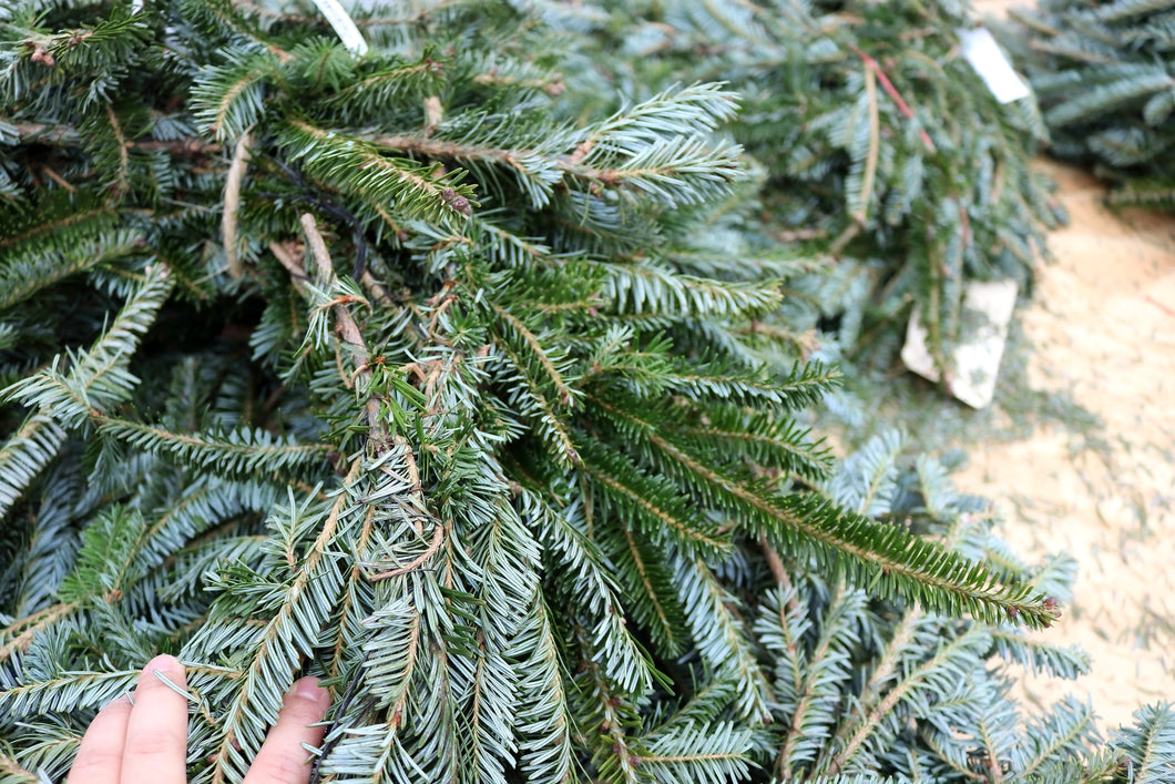 Roping Fraser Fir Per Yard