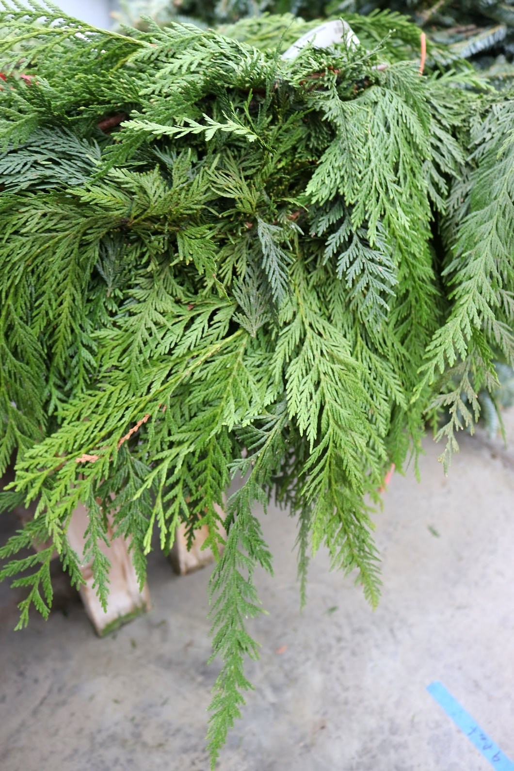 Roping Garland Cedar Western Red Per Yard
