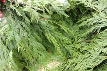 Load image into Gallery viewer, Evergreen Bunch Western Cedar
