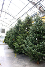 Load image into Gallery viewer, Fraser Fir Christmas Tree 12&#39;
