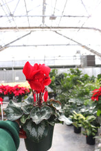 Load image into Gallery viewer, Cyclamen #04
