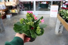 Load image into Gallery viewer, Kalanchoe #04
