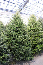 Load image into Gallery viewer, Fraser Fir Christmas Tree 7&#39;
