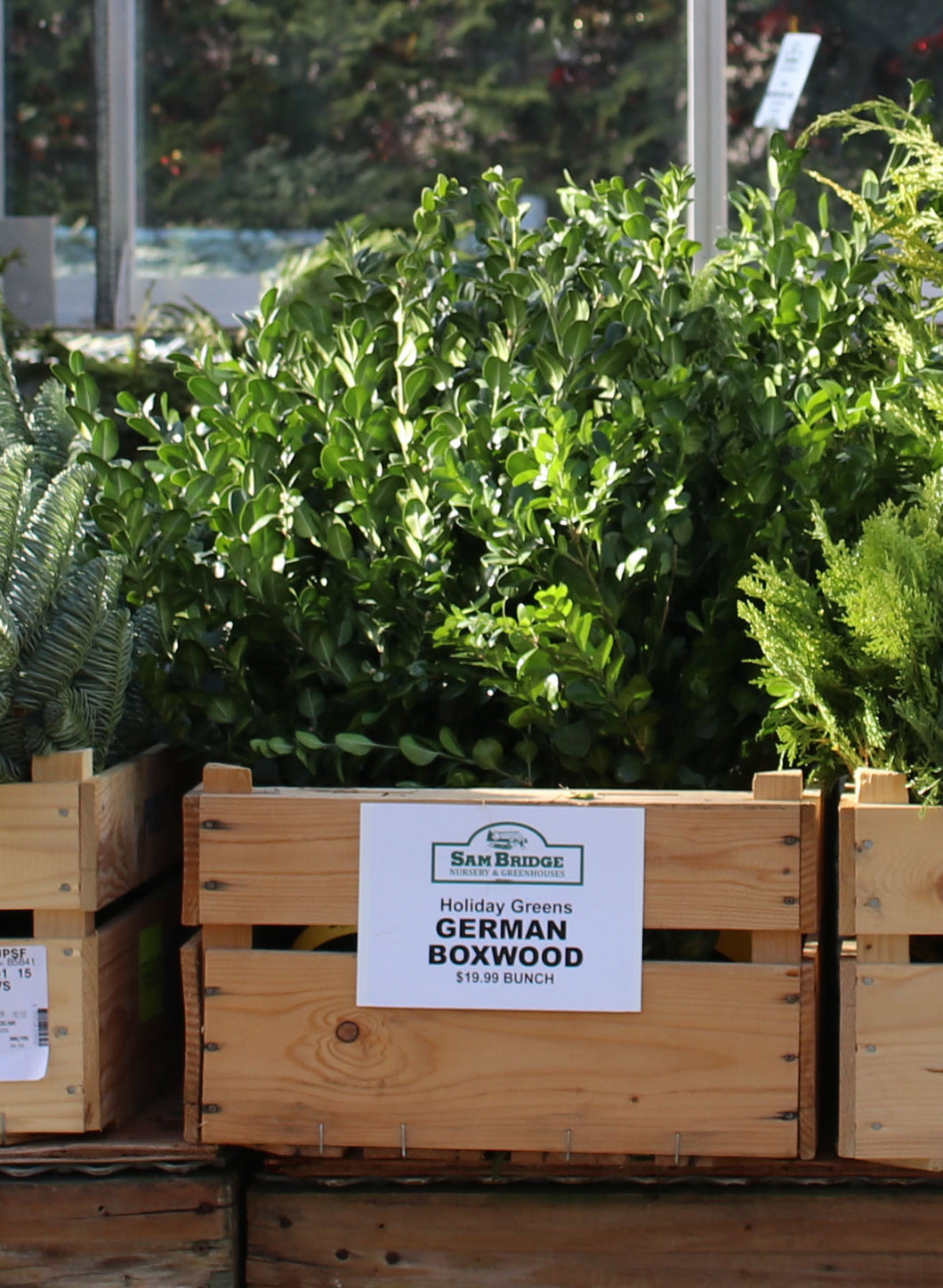 Xmas Greens German Boxwood