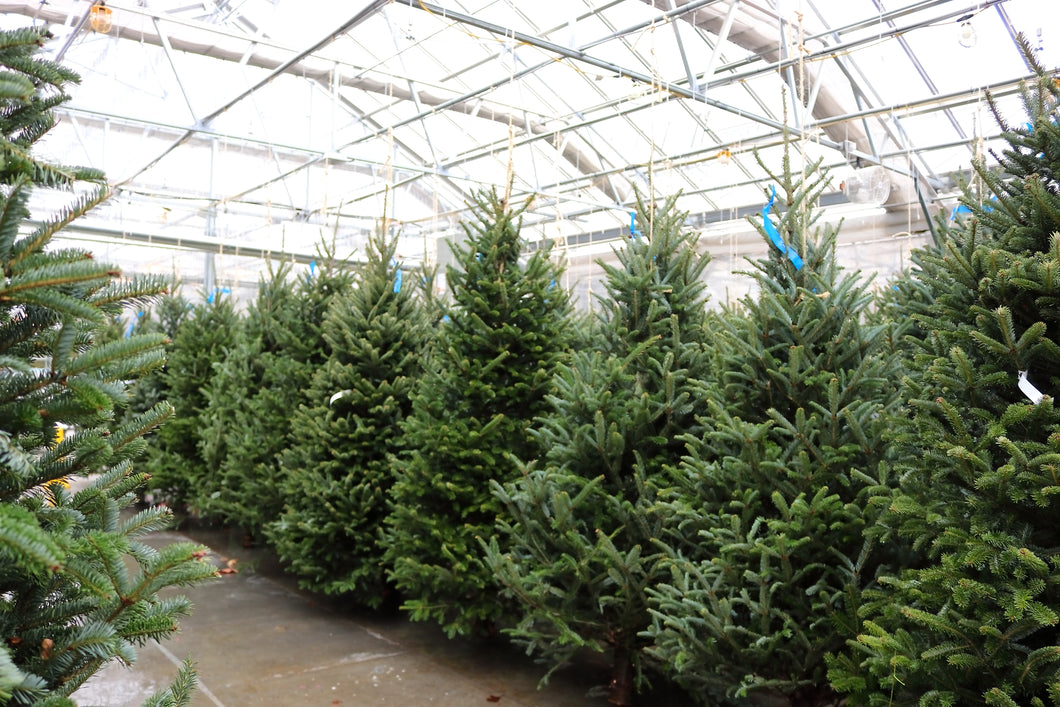 Fraser Fir Christmas Tree 9'