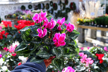 Load image into Gallery viewer, Cyclamen #06
