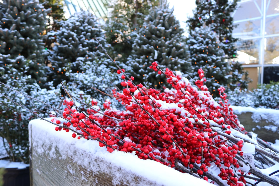 Winterberry Stem Cut Deluxe