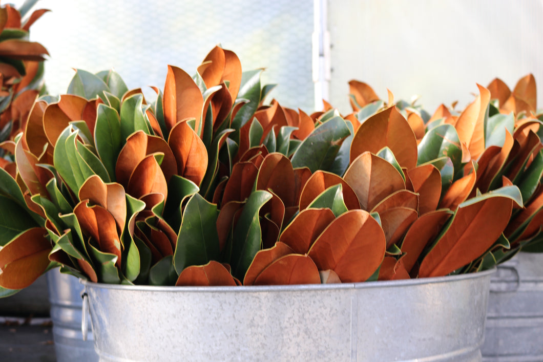 Xmas Greens Magnolia Tips Bunch Branches Designer