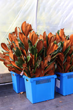 Load image into Gallery viewer, Xmas Greens Magnolia Cut Branches 36-40in Vase
