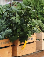 Load image into Gallery viewer, Xmas Greens Camellia
