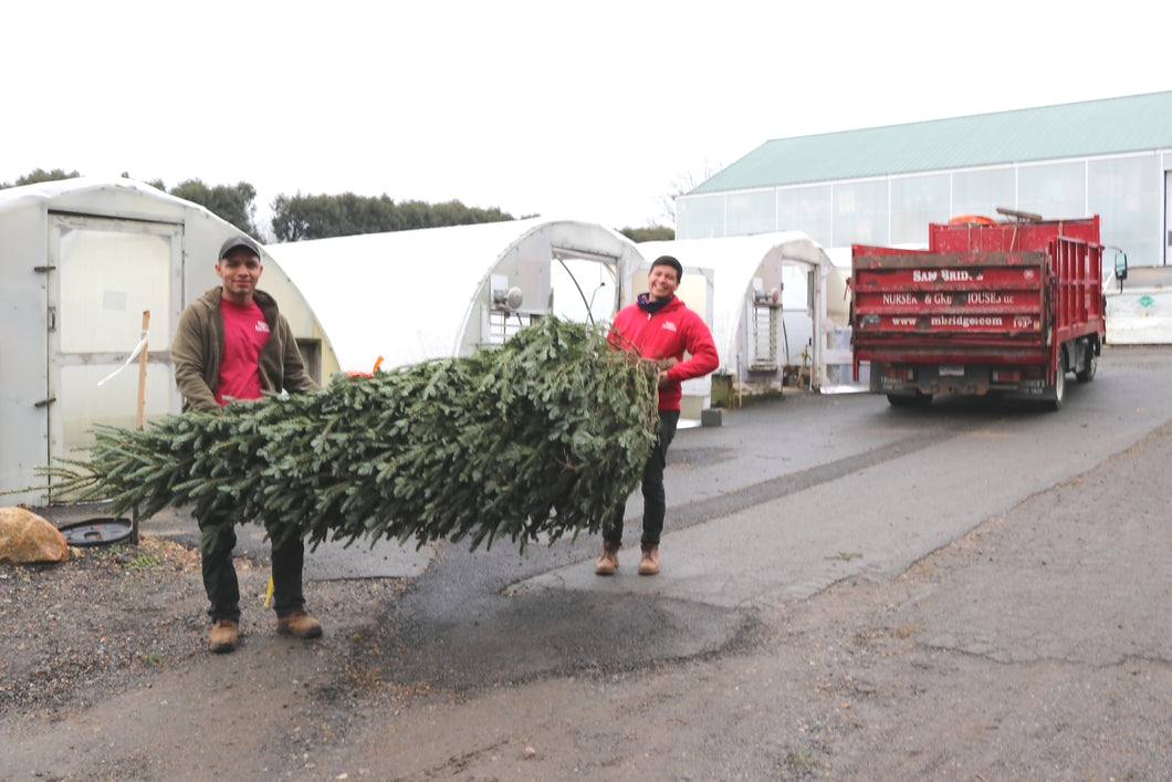 Christmas Tree Removal