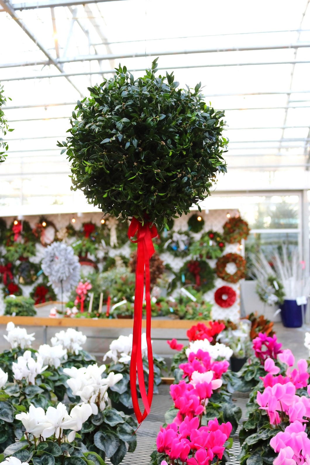 Kissing Ball Boxwood 08-10in