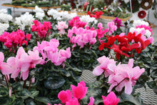 Load image into Gallery viewer, Cyclamen #06
