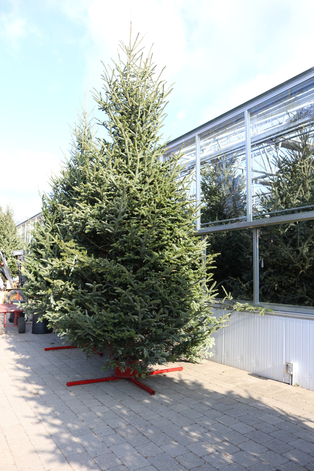 Fraser Fir Christmas Tree 14'