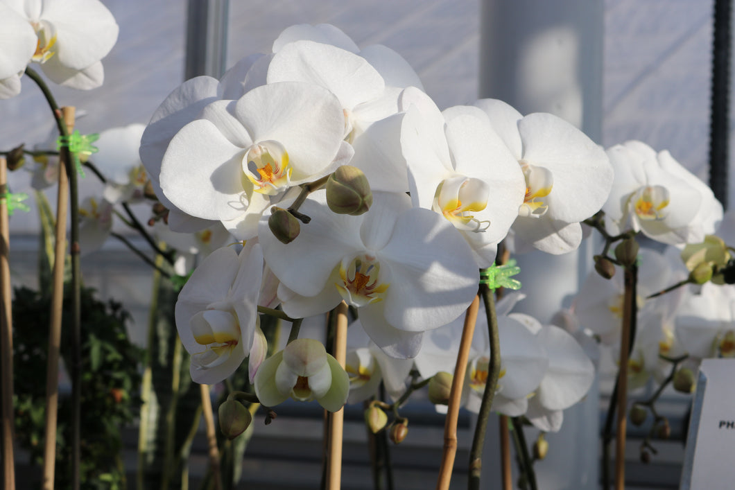 Orchid Phalaenopsis #04 Double Stem