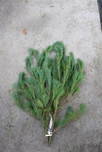 Load image into Gallery viewer, Xmas Greens White Pine
