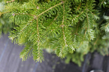 Load image into Gallery viewer, Balsam Wreath 60"
