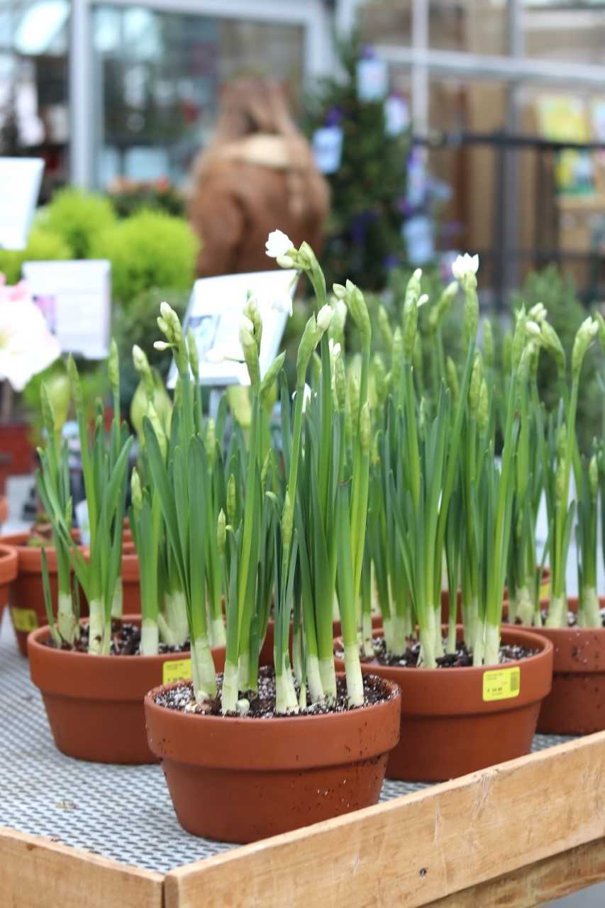 Paperwhite #08 Terracotta