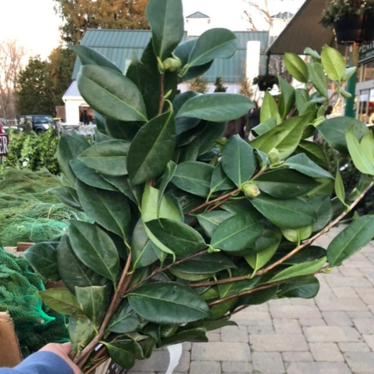 Xmas Greens Camellia