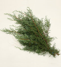 Xmas Greens Carolina Sapphire Bunch