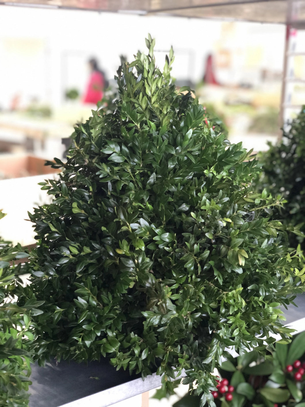 Xmas Boxwood Tree 12-15in