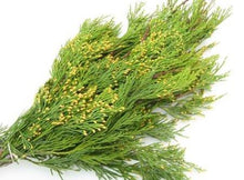 Load image into Gallery viewer, Evergreen Bunch Incense Cedar
