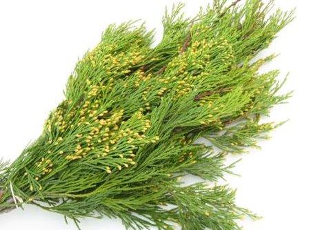 Evergreen Bunch Incense Cedar