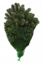 Load image into Gallery viewer, Evergreen Bunch Noble Fir
